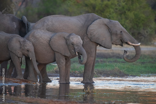  Elephants with baby in Moremi game reserve Africa, Elephants taking a bath in a water poolwith mud, eating green grass. African Elephants in landscape, green Africa, Botswana photo