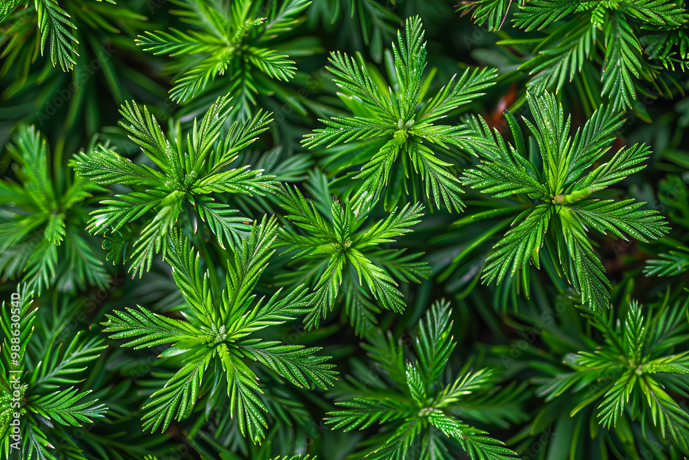 Green fern leaves forming a beautiful natural pattern Green fern leaves forming a beautiful natural pattern