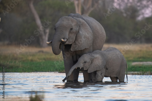  Elephants with baby in Moremi game reserve Africa, Elephants taking a bath in a water poolwith mud, eating green grass. African Elephants in landscape, green Africa, Botswana