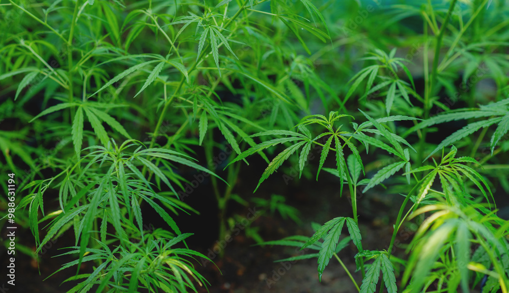 Cannabis plants are growing lush green, medicinal herbs with high medicinal properties and medicinal benefits. Cannabis plants are growing lush green, medicinal herbs with high medicinal properties and medicinal benefits.