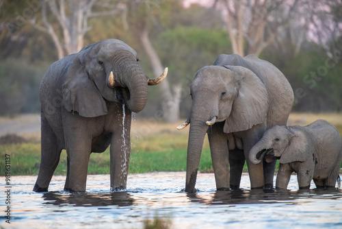 Фотография Elephants with baby in Moremi game reserve Africa, Elephants taking a bath in a water poolwith mud, eating green grass