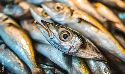 Fresh raw sardines at market photo