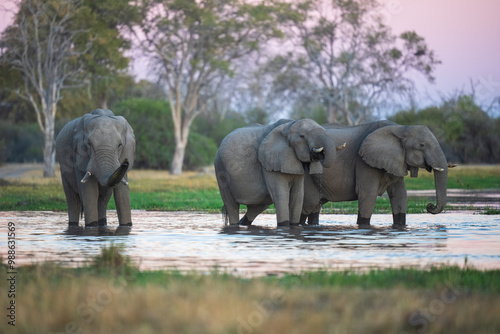 Photography Elephants with baby in Moremi game reserve Africa, Elephants taking a bath in a water poolwith mud, eating green grass