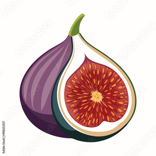 Fig fruit illustration on white background.