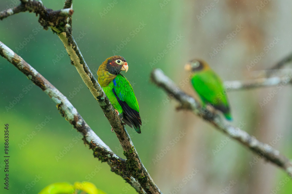 Brown-hooded parrot, The brown-hooded parrot (Pyrilia haematotis) is a small parrot which is a resident breeding species from southeastern Mexico to north-western Colombia. 