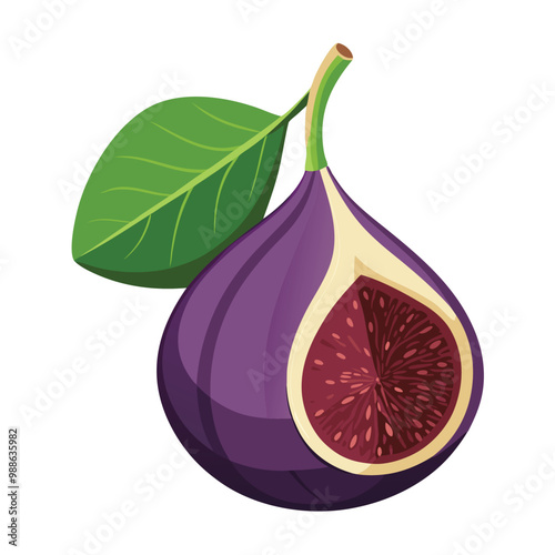 Fig fruit illustration on white background.