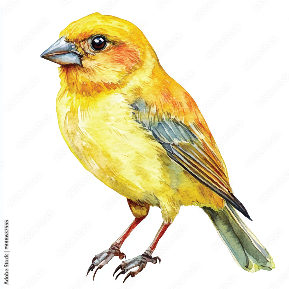 Obraz premium Weaver Bird watercolor clipart illustration isolated