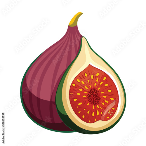 Fig fruit illustration on white background.