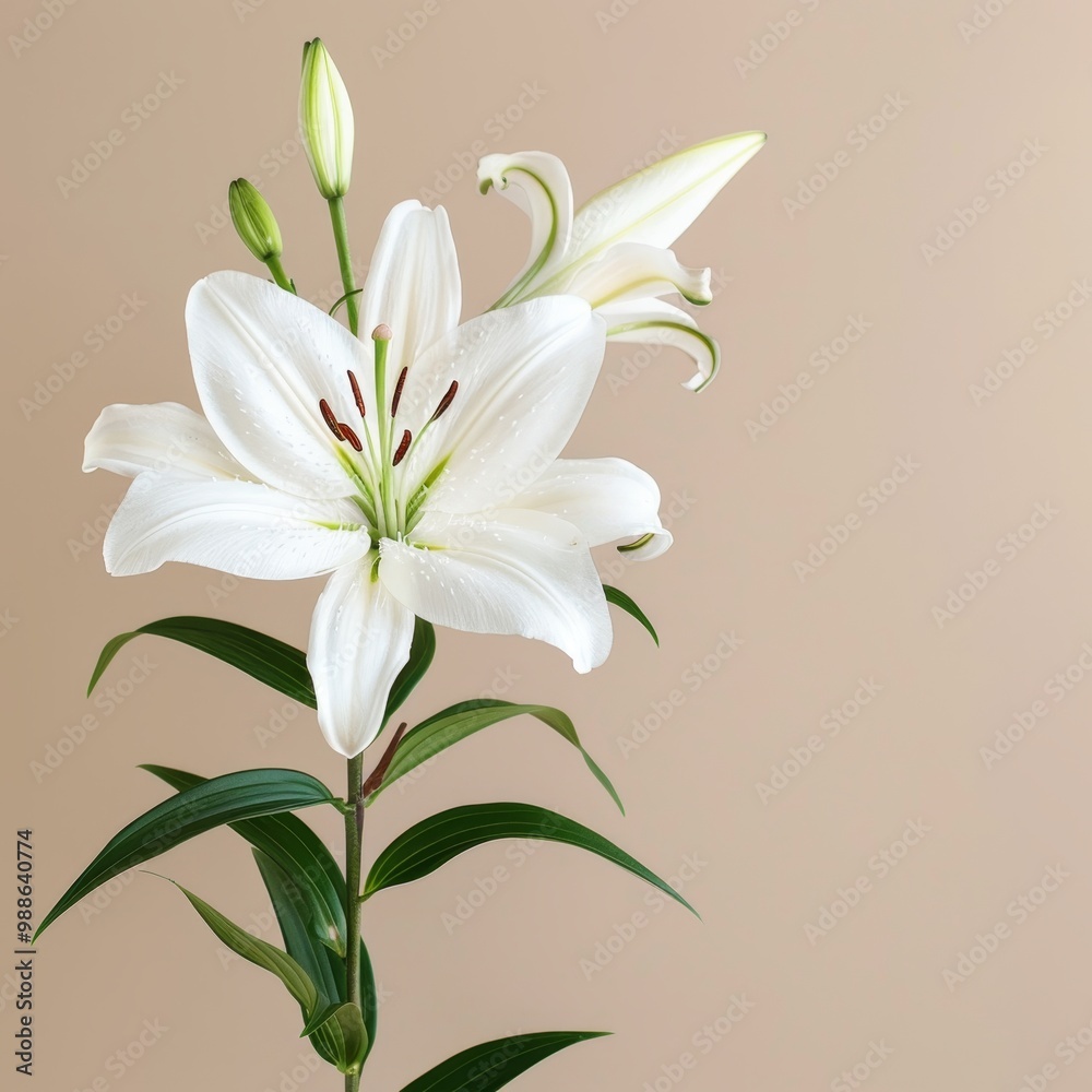 Fototapeta premium Elegant White Lily on Beige Background Minimalist Floral Still Life, Symbol of Purity and Beauty