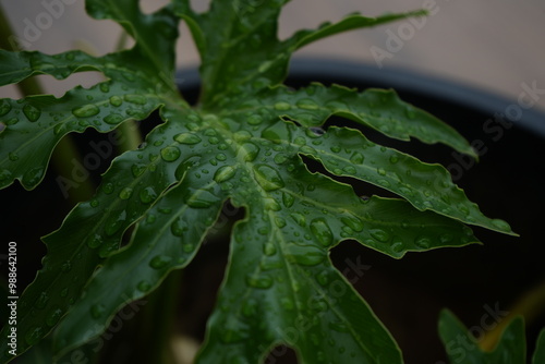 leaf with dew drops