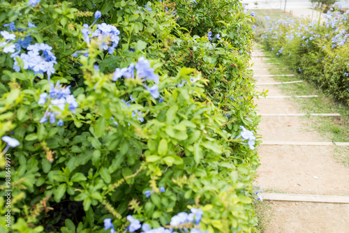 Camino en el parque con plantas y flores