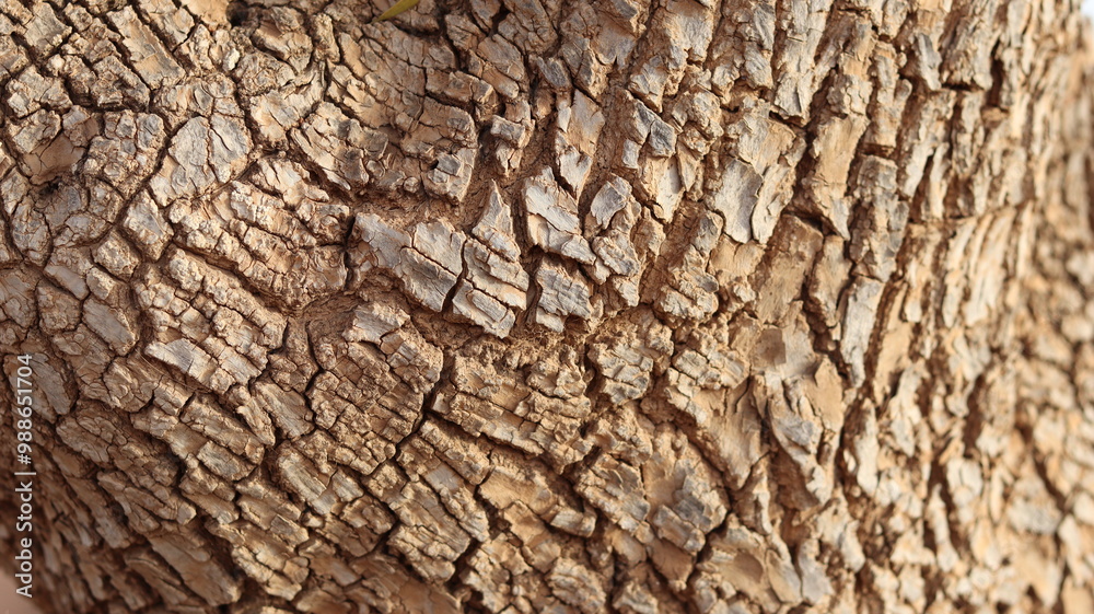 Argan Tree in Moroccan Landscape with Rough Bark and Arid Environment, Essential for Argan Oil Production, Argan Skincare, Argan Hair Oil, Argan Cosmetics, and Organic Argan Benefits
Argan Tree in Moroccan Landscape with Rough Bark and Arid Environment, Essential for Argan Oil Production, Argan Skincare, Argan Hair Oil, Argan Cosmetics, and Organic Argan Benefits