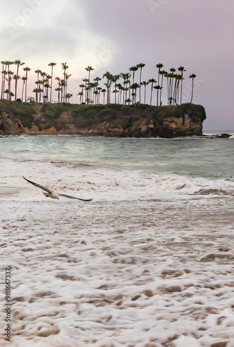Water Receding From Sand at Sunset on Cloudy Day, With One Seagull Flying Above Beach, Laguna Beach, California, USA, no people, vertical photo