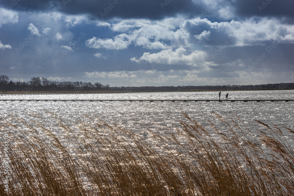Waving reed in front of the lake in Roegwold during stormy weather in The Netherlands
