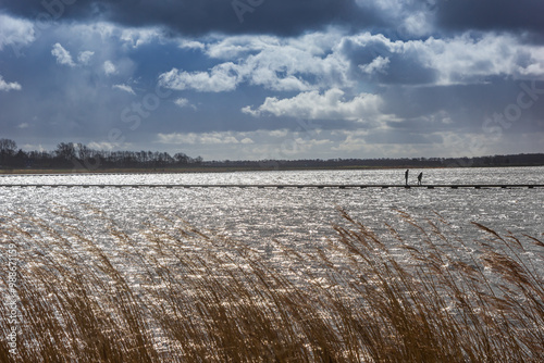 Waving reed in front of the lake in Roegwold during stormy weather in The Netherlands photo