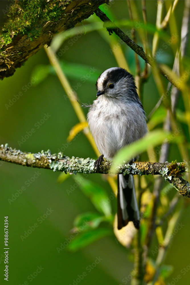 Obraz premium Schwanzmeise // Long-tailed tit (Aegithalos caudatus)