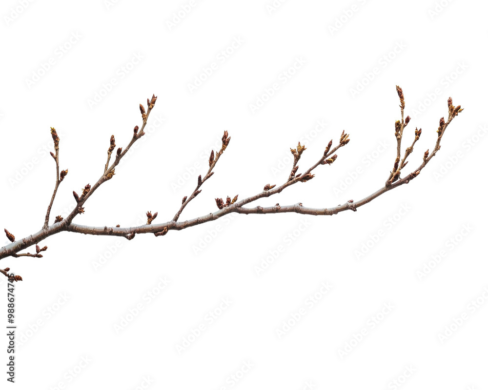 Bare tree branch with budding leaves, white isolate background. transparent background Bare tree branch with budding leaves, white isolate background. transparent background