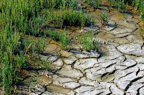 Marais salants, Salicorne, Salicornia europaea, Marais Salants de Guérande, région Pays de la Loire, Loire Atlantique, France photo