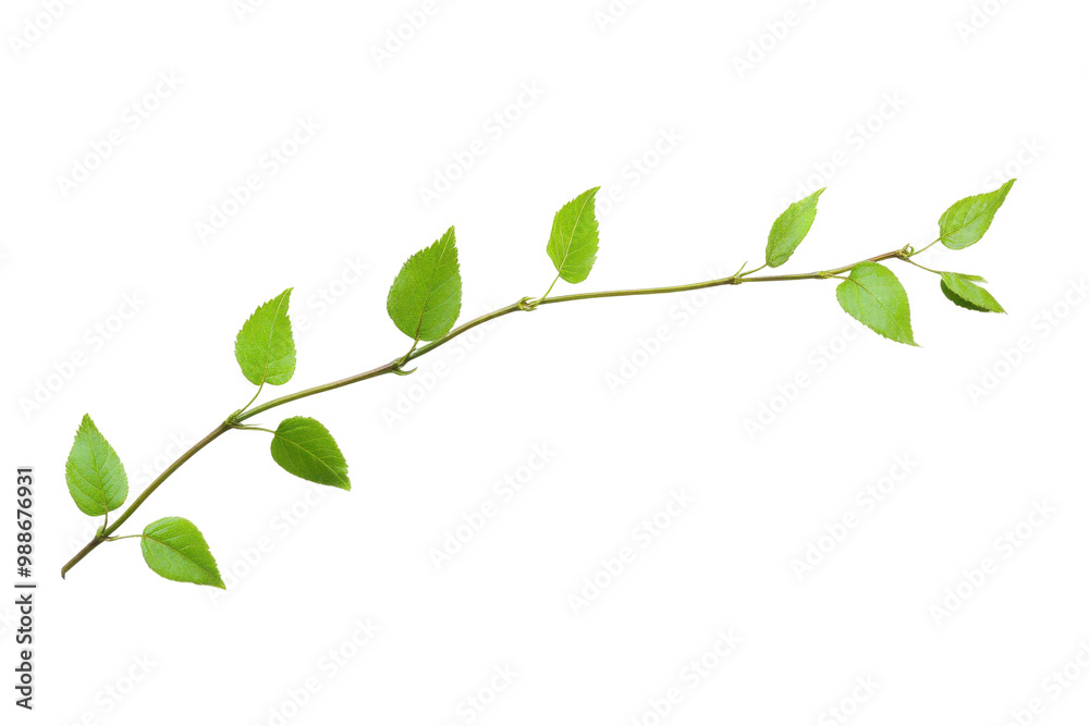 Obraz premium Green leafy branch with fresh leaves, white isolate background. transparent background