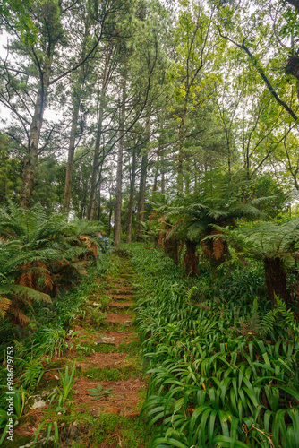 Le Jardin, lavender garden in Gramado, Serra Gaucha, Rio Grande do Sul, Brazil. photo