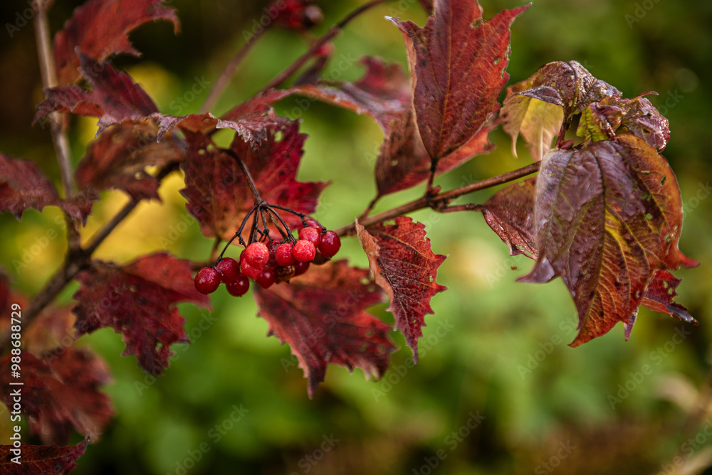 Fototapeta premium Red berries of viburnum in the wild
