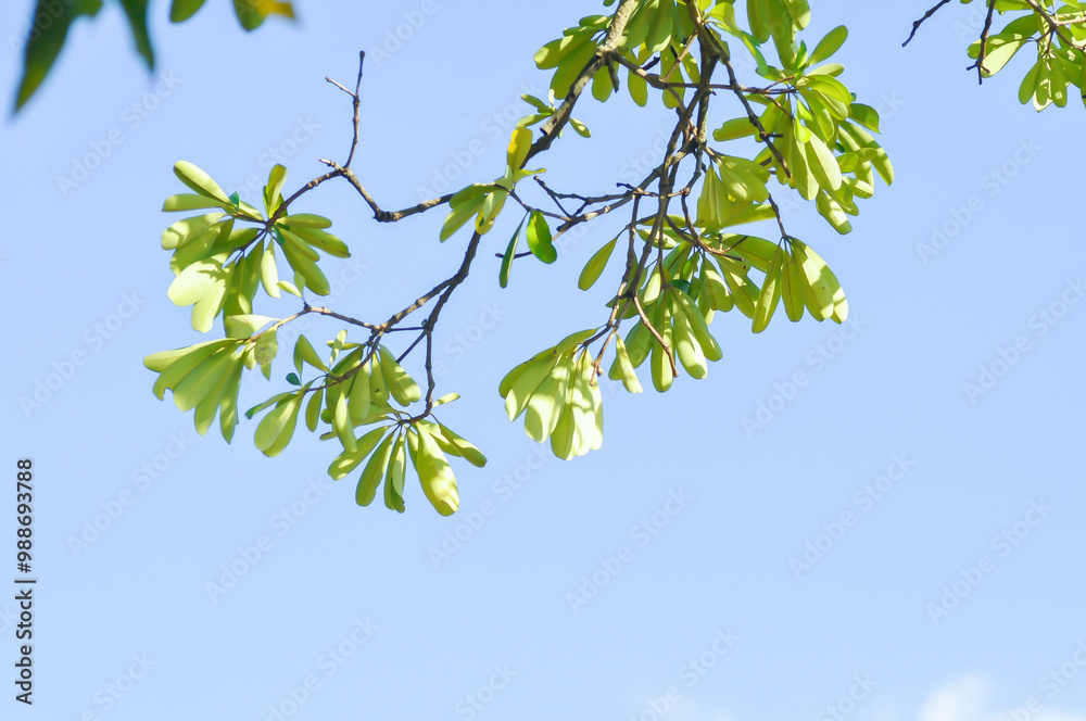Fototapeta premium Dita, Devil Tree or Alstonia scholaris and sky