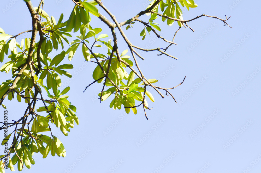 Dita, Devil Tree or Alstonia scholaris and sky Dita, Devil Tree or Alstonia scholaris and sky