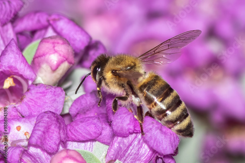 Macro photo of a bee on a pink flower. 