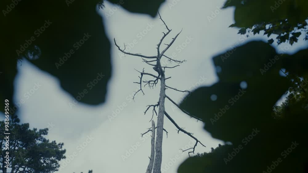 Tall dead tree