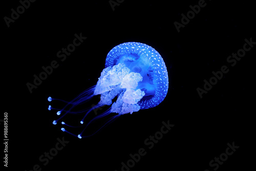 Bioluminescent Jellyfish Phyllorhiza punctata white-spotted jellyfish aka floating bell, Australian spotted jellyfish luminescent underwater