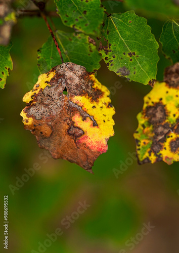 Colourfull leaf of birch