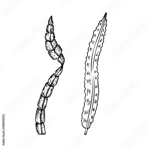 Vector algae. Hand painted line seaweed, laminaria sketch. Graphic tropical clip art isolated on background. Underwater illustration. For designers, invitations, decoration, postcards, wrappi