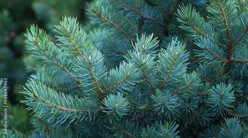short needles of a coniferous tree close-up on a green background, texture of needles of a Christmas tree close-up, blue pine branches, with generative ai short needles of a coniferous tree close-up on a green background, texture of needles of a Christmas tree close-up, blue pine branches, with generative ai