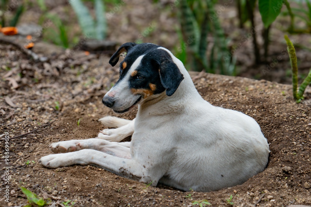 Dog resting in a dirt hole in a garden Dog resting in a dirt hole in a garden