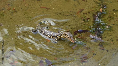 Close up shot of a wild Asian water monitor, varanus salvator moving around, feeding on the prey in the shallow waters and flickering its tongue. photo