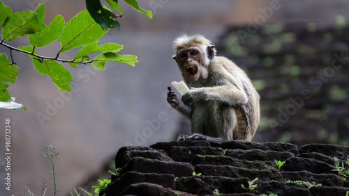 a long macaque sitting on a tree