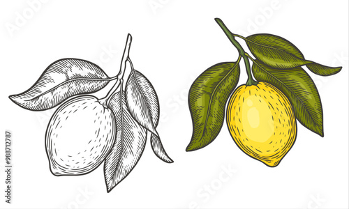 Lemon sketch drawings. Quince engraving. Vector illustration isolated. A painted copy of the sketch. Line drawing