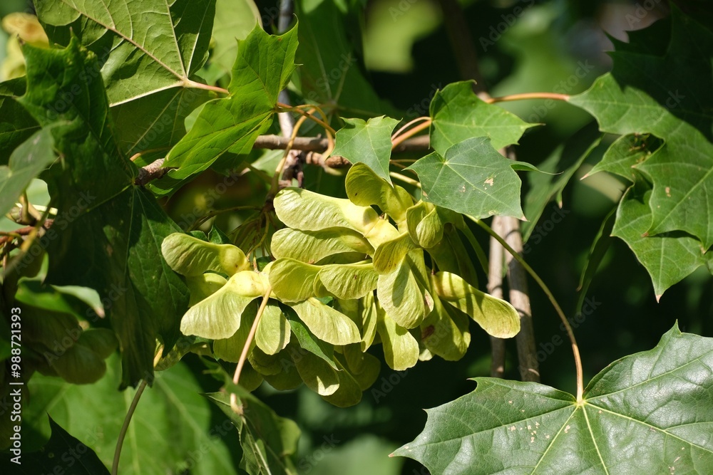 Bunch of fruits of Acer platanoides, also known as Norway maple. The fruit is a double samara with two winged seeds. Bunch of fruits of Acer platanoides, also known as Norway maple. The fruit is a double samara with two winged seeds.