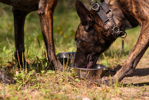 Belgian Malinois