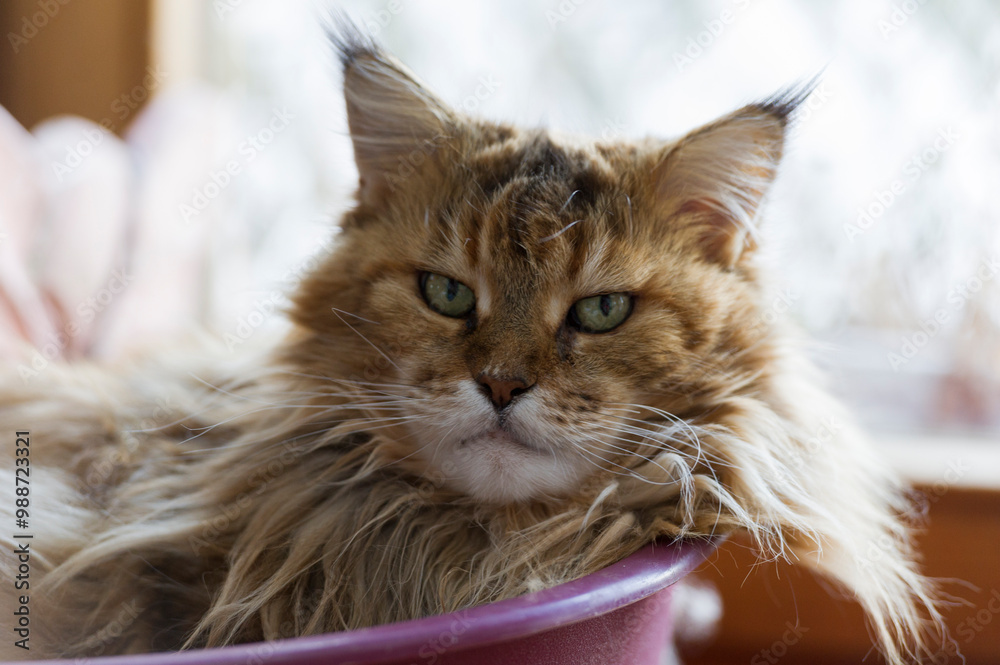 Porträt einer älteren Maine Coon Katze Porträt einer älteren Maine Coon Katze