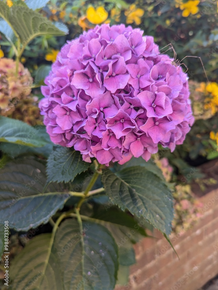 Fototapeta premium Hydrangea plant flower garden petals 