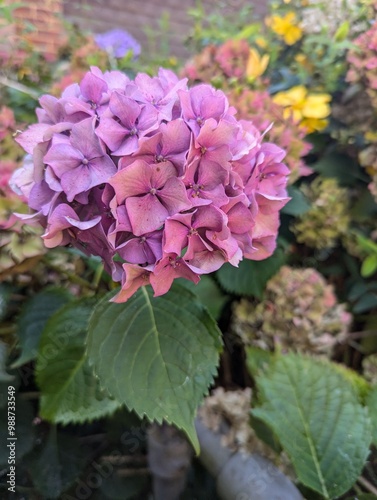 Hydrangea plant flower garden petals 