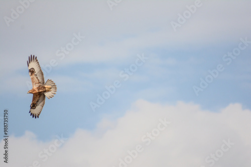 Eagle in the sky. Flying eagle. Wild bird eagle wall art, print set, interior design