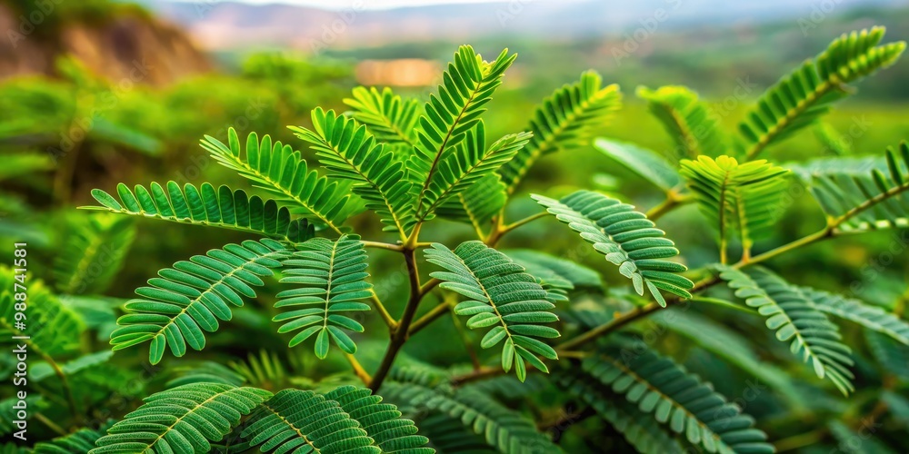 Close-up view of lush green acacia plants growing in the wilderness Close-up view of lush green acacia plants growing in the wilderness