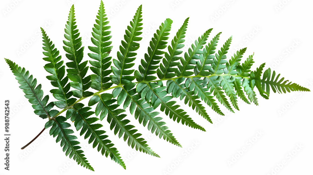 Close-Up of a Lush Green Fern Frond Close-Up of a Lush Green Fern Frond