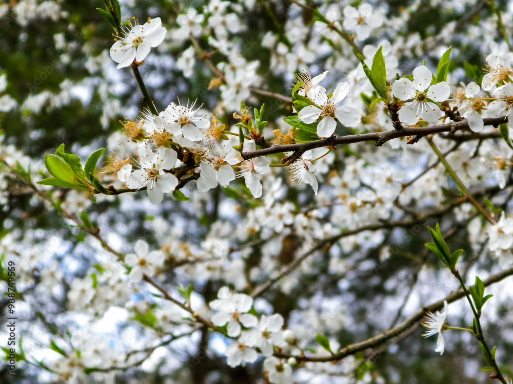 Blooming mirabelle tree in summer. Blooming mirabelle tree in summer.
