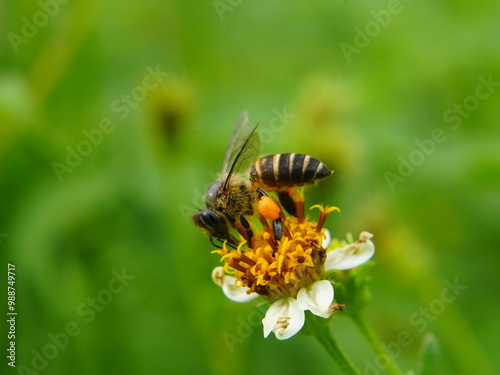 bee on a flower
