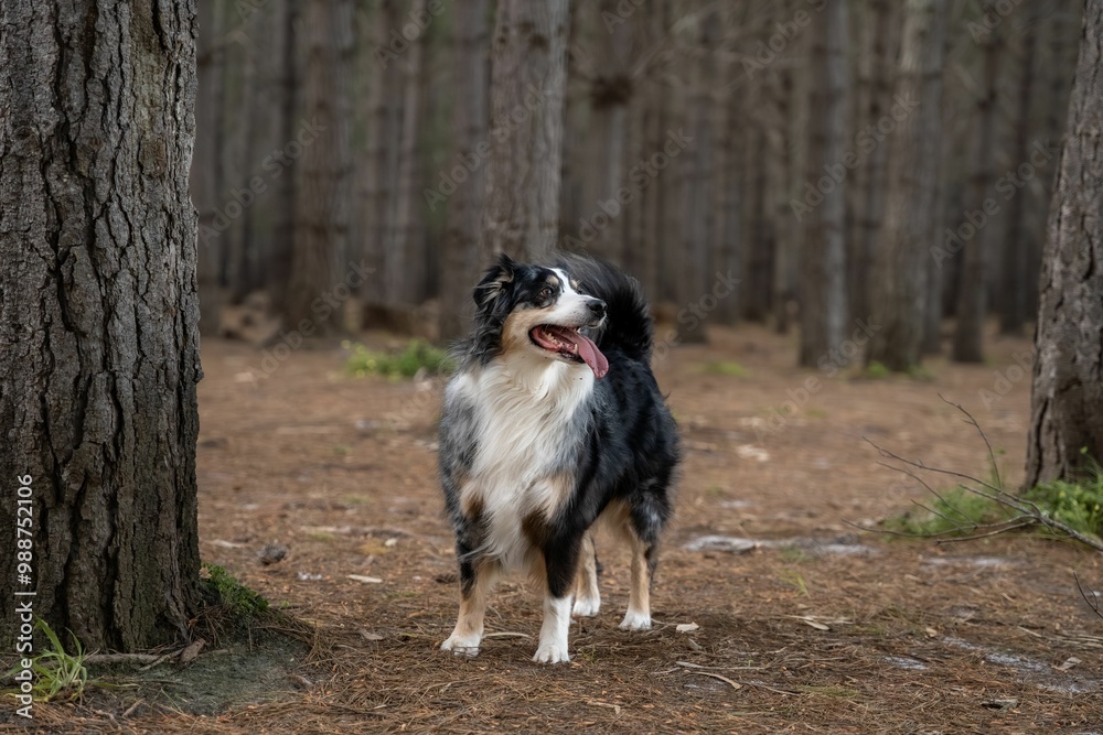 Australian Shepherd dog in a forest Australian Shepherd dog in a forest