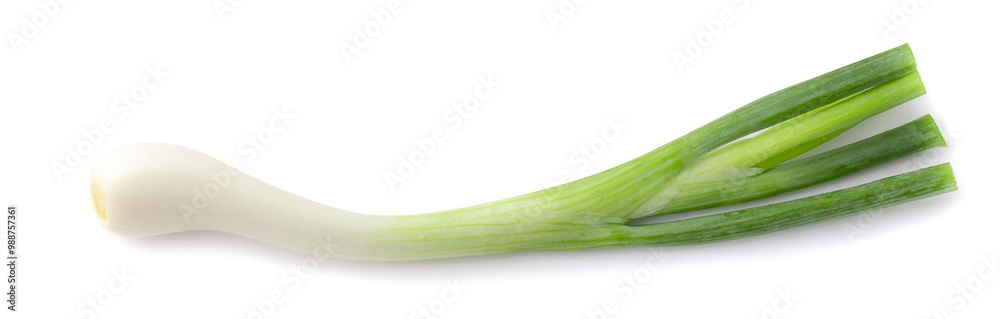 Green onion isolated on a white background Green onion isolated on a white background