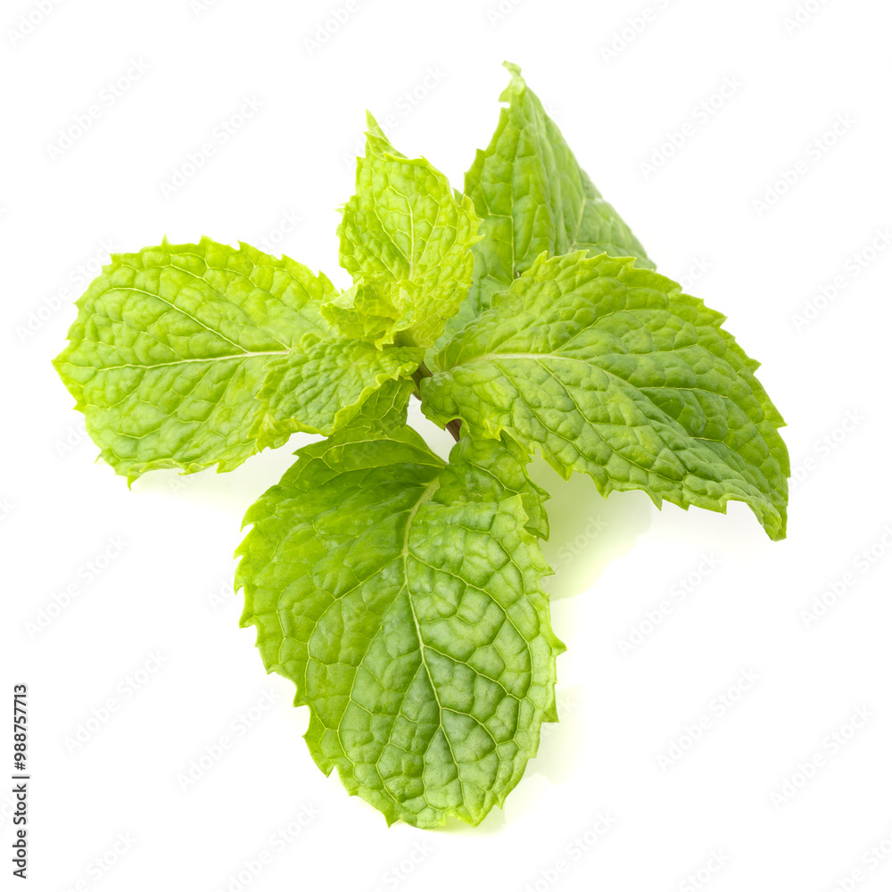 Fresh mint leaf isolated on a white background Fresh mint leaf isolated on a white background